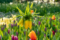 <p>Die Fritillaria imperialis, auch bekannt als Kaiserkrone, wurde zur Blumenzwiebel des Jahres 2024 gewählt, wie die Plattform iBulb aus Holland…</p>