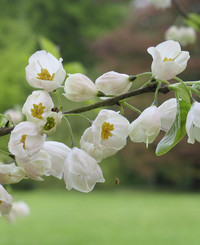 <p>Mehr als elf Monate im Jahr ist der Schneeglöckchenbaum (Halesia) ein eher unscheinbarer Geselle. Dann aber entwickelt er sich mit einem Meer weisser,…</p>