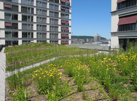 <p>Viele Grünflächen im Siedlungsraum können gut in Kombination mit ihrer Hauptnutzung auch ein Baustein im Lebensraumnetzwerk für Stadttiere und…</p>