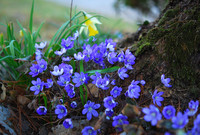 <p>Unter dem Titel «Welt der Leberblümchen» fand vom 7. bis zum 9. März im Botanischen Garten in München eine Hepatica-Ausstellung statt. Mit Vorträgen…</p>