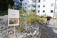 <p>Die Förderung der Biodiversität im urbanen Raum ist ein Schwerpunktthema der  Schweizerischen Biodiversitätsstrategie. Verhilft die Politik dem vom…</p>