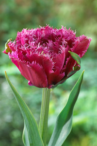 <p>Für Endverkaufsgärtnereien sind Case-Tulpen eine praktische Möglichkeit, Tulpen innerhalb von nur drei Wochen zu verkaufsfähigen, frischen…</p>