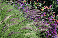 <p>Leicht wie Federn sind die  Blüten der Lampenputzergräser (Pennisetum), die daher auch Federborstengras genannt werden. In der Gartengestaltung…</p>