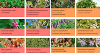 <p>JardinSuisse hat die Website über invasive Neophyten entsprechend der neuen Freisetzungsverordnung des Bundesamts für Umwelt aktualisiert. Die…</p>