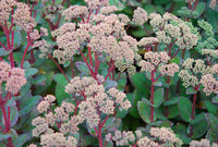 <p>Sedum (Fetthenne) wurde vom Bund deutscher Staudengärtner zur Staude des Jahres 2011 gewählt. Ebenso gross wie die Vielfalt innerhalb der Gattung ist…</p>