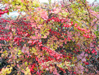 <p>Ein Gartengestaltungskonzept hat fast immer den Frühling, Sommer und Herbst im Fokus. Der Winter wird zumeist ignoriert. Er ist gefürchtet wegen…</p>