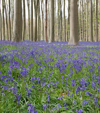 <p>Der südlich von Brüssel gelegene Hallerbos ist mit seinen einzigartig reichen Beständen strahlend blauer Hasenglöckchen von unvergleichlicher und…</p>