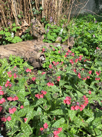 <p>Pulmonaria – sind das nicht diese Waldstauden, die nach der Blüte im Frühling meist Mehltau bekommen oder gar komplett einziehen, sobald es Sommer…</p>