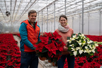 <p>Poinsettien sind keine einfache Kultur. Die Imhofbio AG in Schwerzenbach jedoch produziert sie seit fast 20 Jahren in Bioqualität und beschäftigt…</p>