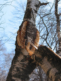 <p>Dass aus einem Jungbaum ein vitaler und sicherer Altbaum werden kann, das ist keine Selbstverständlichkeit. Oftmals erschwert eine mangelnde…</p>