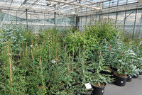 <p>Das Versuchszentrum Gartenbau in Straelen ist einer von drei Standorten in Deutschland, wo Versuche mit Schnittblumen angestellt werden. Ein…</p>