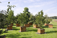 <p>Am GaLaBau-Forum Gartenpflanzen Daepp in Münsingen standen Solitäre im Mittelpunkt. Im Segment der «handlichen Solitäre» sieht die Baumschule im…</p>