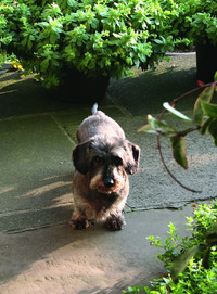 <p>Bei Gartenfreunden und Kundengärtnern stehen Hunde auf der Beliebtheitsskala nicht unbedingt zuoberst. Das hat gute Gründe, die mit kleinen und…</p>