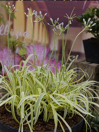 <p>Zur Jubiläums-Plantarium hat sich unser Autor in den Ausstellungshallen in Boskoop gründlich umgesehen. Er stellt hier jene Sortenneuheiten im Segment…</p>