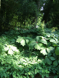 <p>Wer an schattigen Lagen reich blühende, bunte Staudenpflanzungen plant, wird scheitern. Als Vorbilder für Schattenpflanzungen dienen Wald- oder…</p>