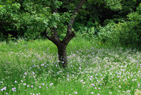 <p>Wildblumenwiesen sind für ­naturnah gestaltete Gärten und öffentliche Grünflächen ein ­ästhetisches Element mit biologischer Vielfalt. Ihre Bedeutung…</p>