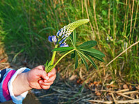 <p>Seit Jahrtausenden lebt der Mensch mit giftigen Pflanzen. Sie waren Bestandteil der Umwelt, man lernte sie zu erkennen und zu vermeiden. Unsere…</p>