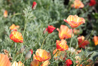 <p>Bei den einjährigen Papaveraceae gibt es überraschende Entdeckungen zu machen. Schlaf- und Klatschmohn sind in zahlreichen attraktiven Sorten…</p>