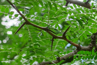 <p>Gleditsia triacanthos ist ein bemerkenswerter Baum mit einem skurrilen Wuchs und einer enormen Anpassungsfähigkeit an extreme Standortbedingungen. Als…</p>