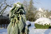 <p>Für die meisten GaLaBauer bedeutet ein frost- und schneereicher Winter eine unerwünschte Zwangspause. Auch der Gartenfreund ist zur Untätigkeit…</p>