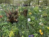 <p>Im Keukenhof in Lisse (NL) wird seit 75 Jahren alljährlich die Zwiebelmanie zelebriert.&nbsp;Rund 1,4 Millionen Besucher aus aller Welt erfreuen sich…</p>