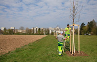 <p>Die Pflanzung einer jungen Traubeneiche markiert das Ziel des 2021 von Stadtgrün Winterthur gestarteten Projektes «1000 Bäume für Winterthur». Der…</p>