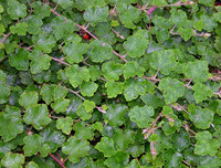 <p>Vertreter der Gattung Rubus haben als Beerenobst ihren festen Platz im Pflanzenhandel. Aber als Zierstrauch oder Bodendecker? Auch hier ist das…</p>