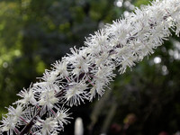 <p>Die weissen rispigen Blütendolden der Silberkerzen wirken wie helle Lichttupfer und bringen eine elegante Leichtigkeit in unsere Beete. Mit ihren…</p>