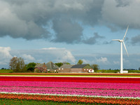 <p>Nordholland ist eine der zwölf Provinzen der Niederlande. Mit 12 000 ha verfügt die Region über das grösste zusammenhängende Blumenzwiebelanbaugebiet…</p>