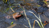 <p>Pro Natura informiert über den Beginn der Wanderzeit für Amphibien. Mit dem Beginn der wärmeren Nächte und der niederschlagsreicheren Saison wagen…</p>