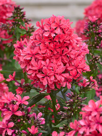 <p>Phlox paniculata ist eine bewährte Staude, die sich gut als Leit- oder Begleitstaude für gemischte Staudenbeete eignet. Sie blüht ab Juli bis August…</p>