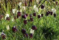 <p>Neben Blaustern, Krokus, Tulpen und Narzissen sind vor allem Fritillaria äusserst attraktive Frühjahrsblüher, die für eindrucksvolle Stimmungen im…</p>