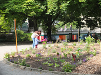 <p>Nach dem Vorbild der deutschen Stadt Andernach ziehen auch Bern und Zürich mit dem Anbau von essbaren Nutzpflanzen im öffentlichen Raum nach.…</p>