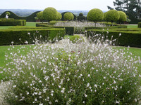 <p>Noch vor einigen Jahren war Gaura lindheimeri in unseren Breiten eher unbekannt, die Pflanze hat aber inzwischen ungemein an Popularität gewonnen.…</p>