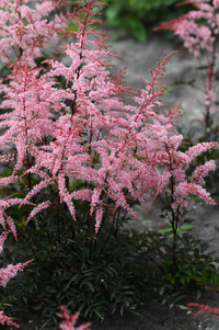 <p>An der Grünen Handelsmesse Plantarium Groen-Direkt in Holland wurde Astilbe simplicifolia ‘Pretty in Pink’ zur besten Novität gekürt.</p>