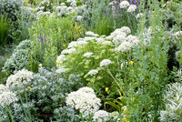 <p>Sommer in der Schweiz: Nicht nur Gartenrestaurants und Badis haben Hochsaison, sondern auch unsere heimischen Doldengewächse; sei es in offenen…</p>