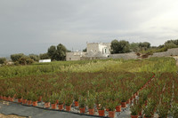 <p>Süditalien hat gegenüber Nordeuropa verschiedene Vorteile für die Pflanzenproduktion, wie hohe Lichteinstrahlung und geringere Heizkosten. Apulien,…</p>