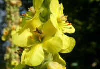 <p>Mit dem Pflanzen oder Aussäen verschiedener Königskerzen-Arten werden im Garten Wildbienen, Schwebfliegen, Schmetter-linge, Wanzen sowie hoch…</p>