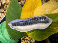 <p>Zu den Freuden des Herbstes gehört die Beobachtung von Menschen bei ihrer ersten Begegnung mit den Früchten der Decaisnea fargesii. Auf einmal…</p>