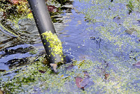 <p>Algenfreies und klares Wasser ist das Ziel aller Gartenteichbesitzer. Doch wie kommt man zu einem algenfreien Teich? Was können Teichbauer und…</p>