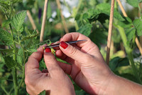 Fusion aus Himbeere und Brombeere. Bild: Judith Supper