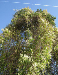 <p>Das Bundesamt für Umwelt hat kürzlich den Schlingknöterich (Fallopia oder Reynoutria baldschuanica) auf die Liste der verbotenen Pflanzen (Anhang 2)…</p>
