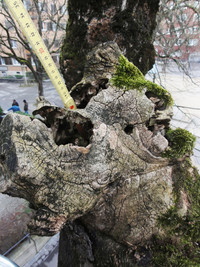 <p>Wie Grün Stadt Zürich mitteilt, sind vier von über 200 Bäumen beim Röntgenplatz von einem holzzerstörenden Pilz befallen, der sich rasch ausbreitet.…</p>