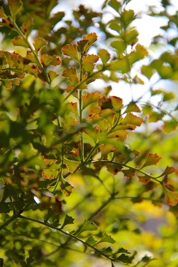 Sellerieeibe, Phyllocladus toatoa.