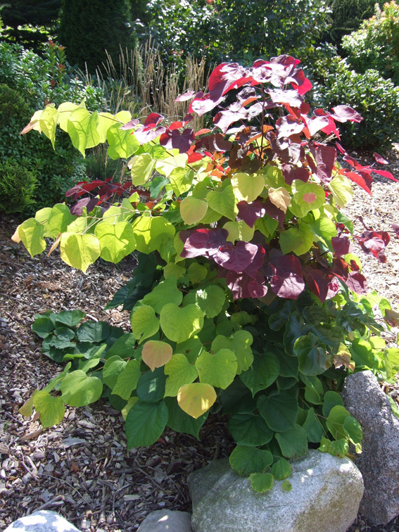 Cercis canadensis 'Hearts