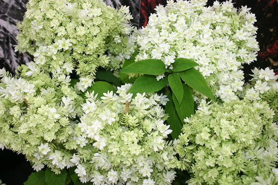 Hydrangea arborescens ‘Hayes