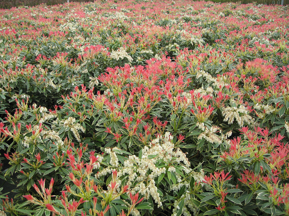 Pieris japonica ‘Flaming