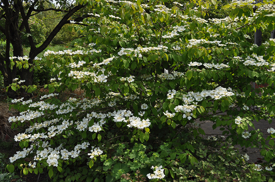 Viburnum plicatum zeichnet