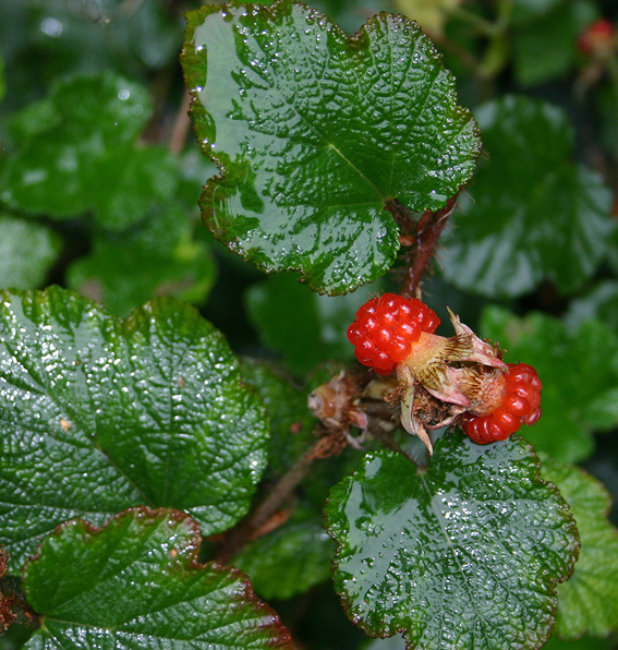 Dekorative Früchte von Rubus