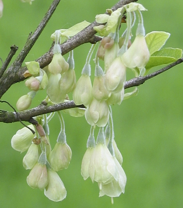  Halesia monticola unterscheidet